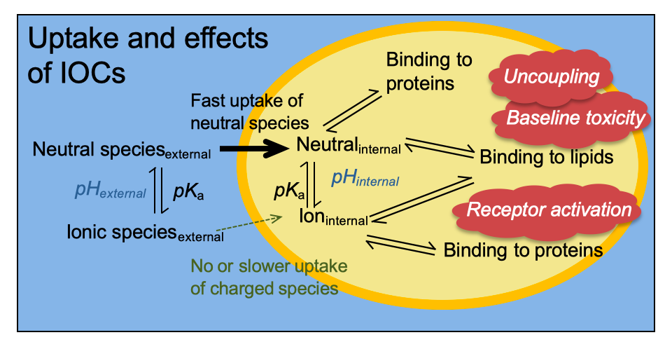 Uptake and effects of IOCs